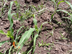Zea mays mays