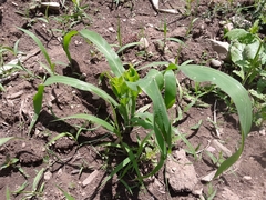 Zea mays mays