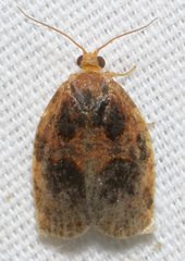 Archips infumatana