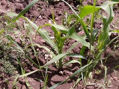Zea mays mays