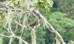 Patagioenas