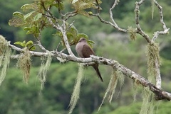 Patagioenas