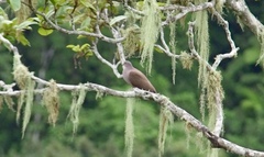 Patagioenas