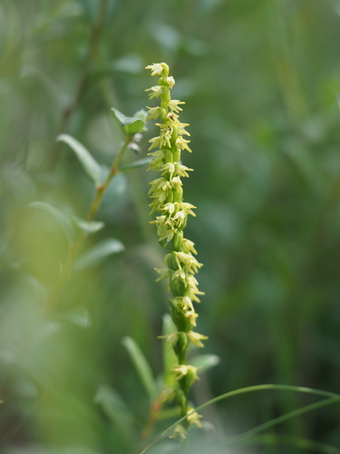 Herminium monorchis iNat (3)
