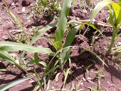 Zea mays mays