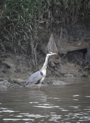 Ardea cinerea