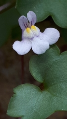 Cymbalaria muralis