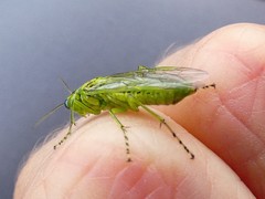 Rhogogaster punctulata