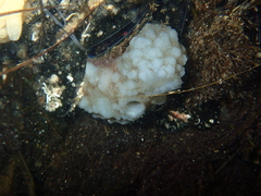 Phallusia mammillata