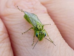 Rhogogaster punctulata