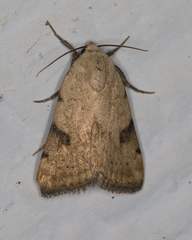 Micrathetis costiplaga