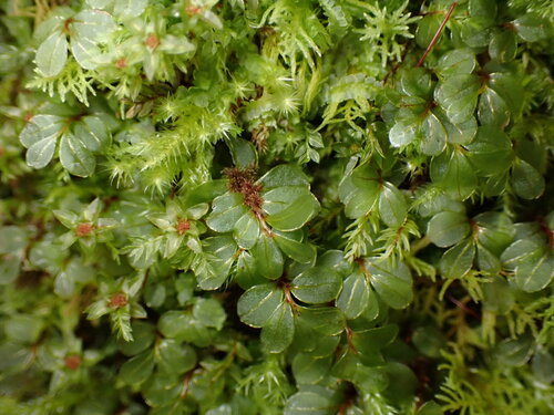 Rhizomnium tuomikoskii observed 2024-07-06