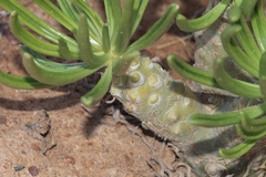 Tylecodon paniculatus × wallichii