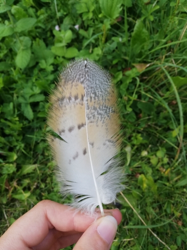 Plume de Effraie des clochers
