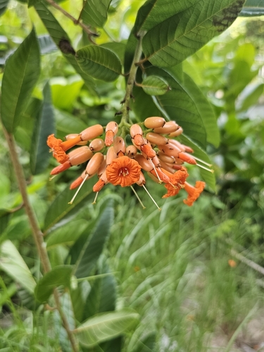 Image of Cordia rickseckeri by (c) ritirene, some rights reserved (CC BY)