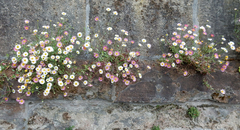 Erigeron karvinskianus