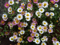 Erigeron karvinskianus