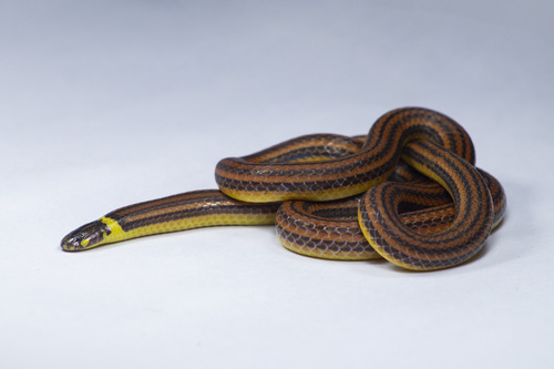 De Lema's Ground Snake