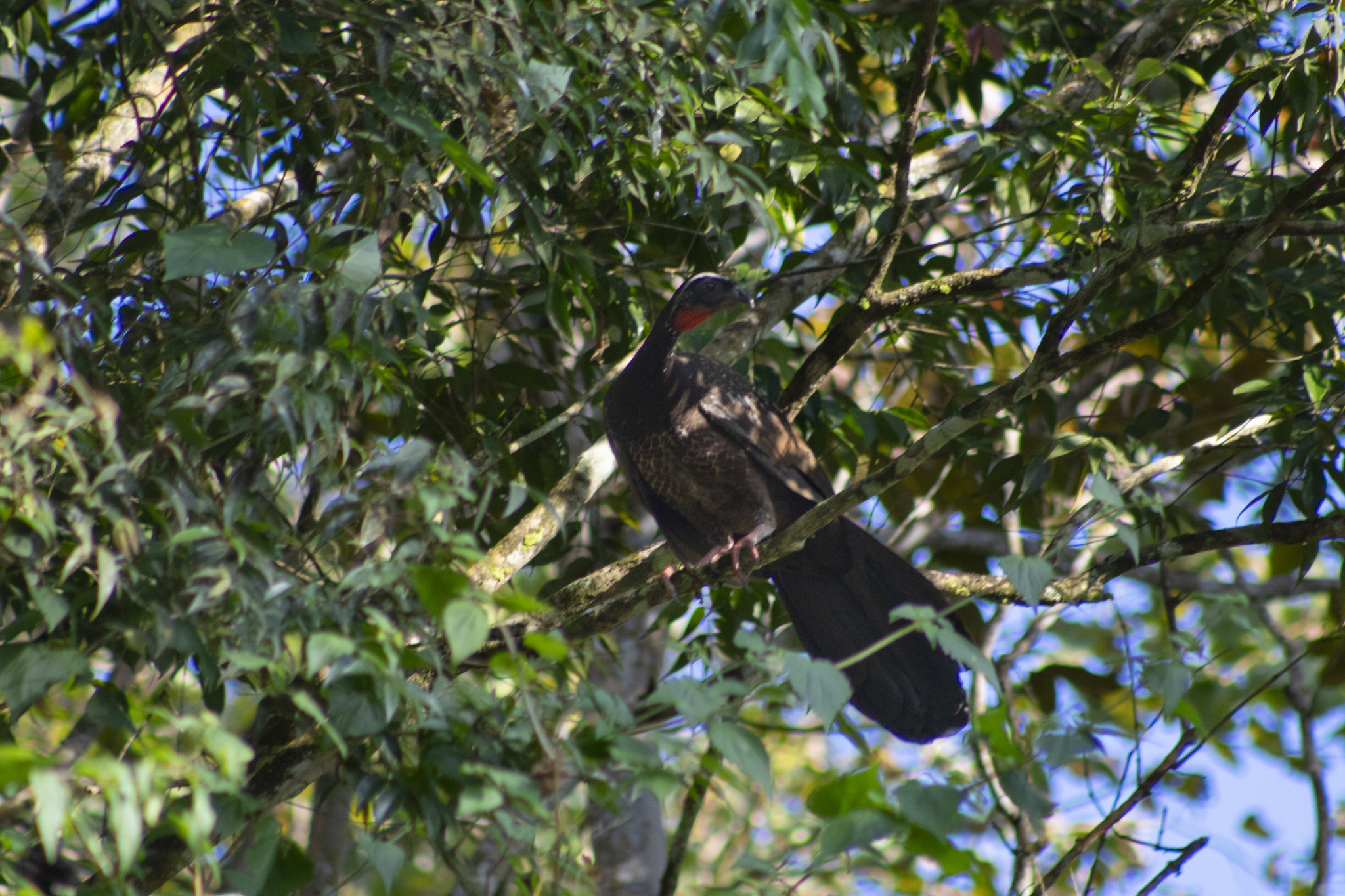 White-browed Guan (Penelope jacucaca), photo 8