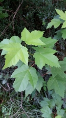 Acer rubrum drummondii