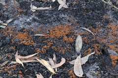 Anthracobia muelleri