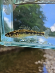 Appalachia Darter photo 1