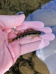Appalachia Darter photo 5