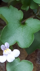 Cymbalaria muralis