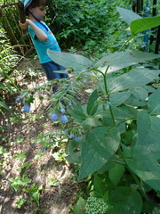 Symphytum caucasicum