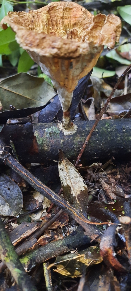 Cymatoderma caperatum · July 2024 · photo: © noeliamedina89 (iNaturalist, cc0)