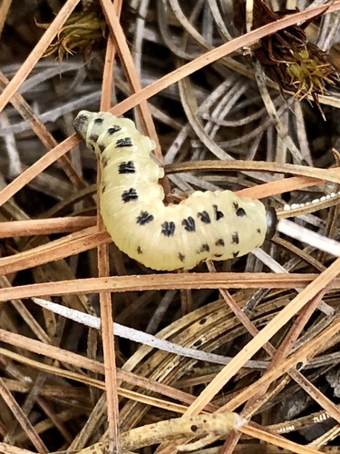 White Pine Sawfly photo 3