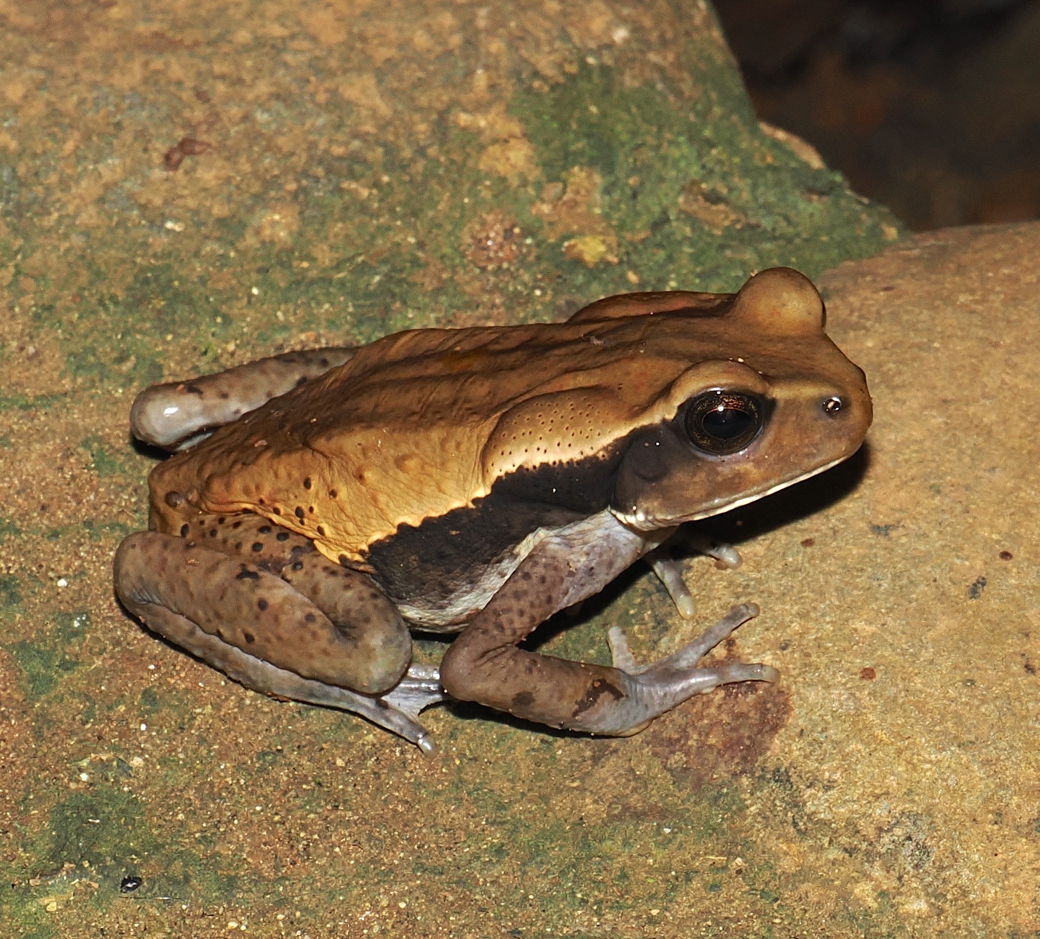 Ecuadorian Forest Toad, Rhaebo ecuadorensis