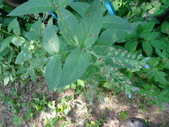 Symphytum caucasicum
