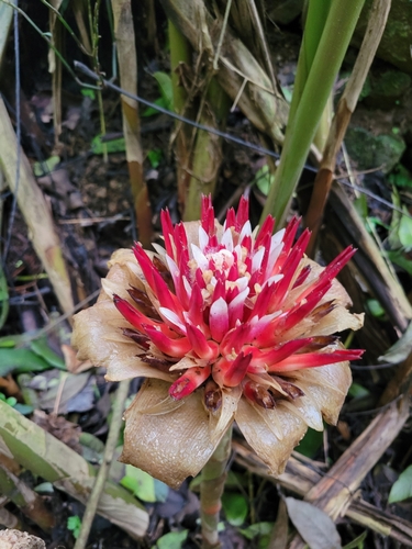 Malay rose (Etlingera venusta)
