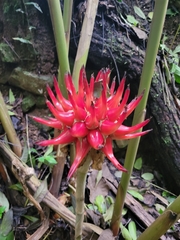 Etlingera venusta, photograph (c) Jake Rehage, some rights reserved (CC BY)