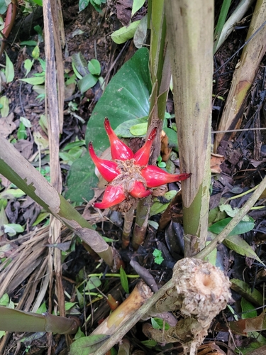 Image of Etlingera venusta by (c) Jake Rehage, some rights reserved (CC BY)
