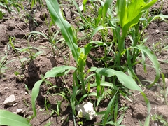 Zea mays mays