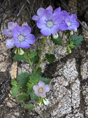 Phacelia grandiflora