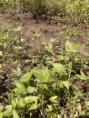 Nathan Aaron, CC BY, iNaturalist via GBIF Sagittaria calycina, photograph Nathan Aaron, CC BY, iNaturalist via GBIF