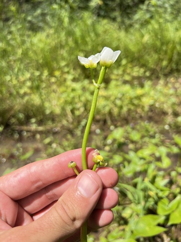 Image of Sagittaria calycina by (c) Nathan Aaron, some rights reserved (CC BY)