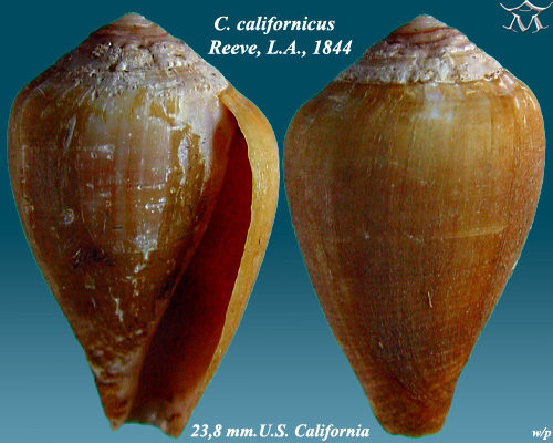California Cone