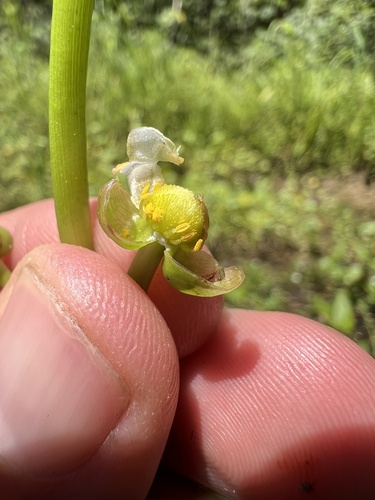 Sagittaria calycina, photograph 3
