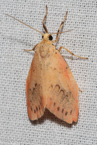 Rosy Footman, Gelderland, NL, photo 10 of 10