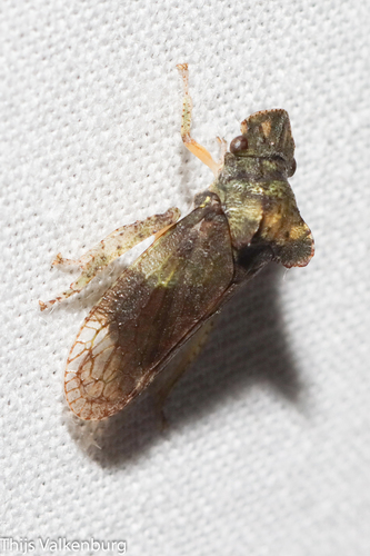 Horned Leafhopper, Gelderland, NL, photo 9 of 10