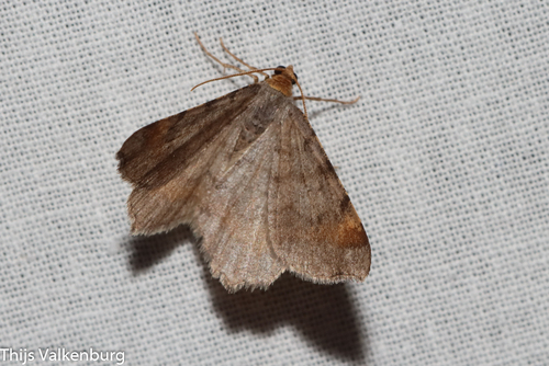 Tawny-barred Angle, Gelderland, NL, photo 7 of 10