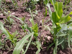 Zea mays mays