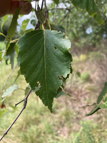 Betula × caerulea, photograph 2