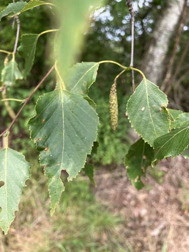 Betula × caerulea, photograph 3