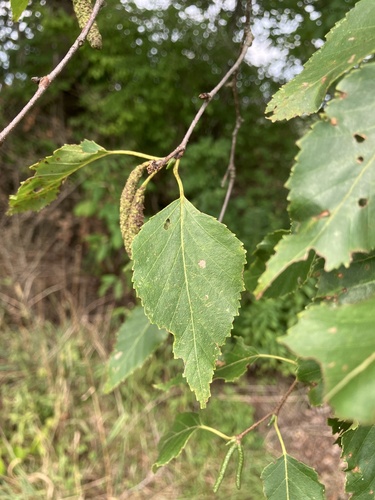 Betula × caerulea, photograph 4