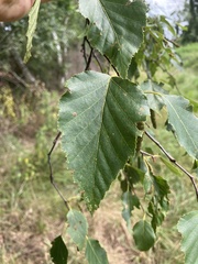Betula × caerulea, photograph (c) Bryan Connolly, some rights reserved (CC BY)